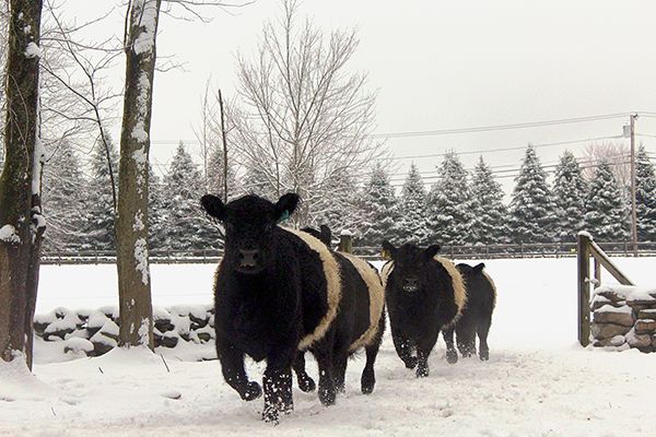 Belted Galloway snow trot